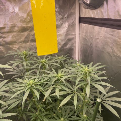 Moweeto growlog timeline photo