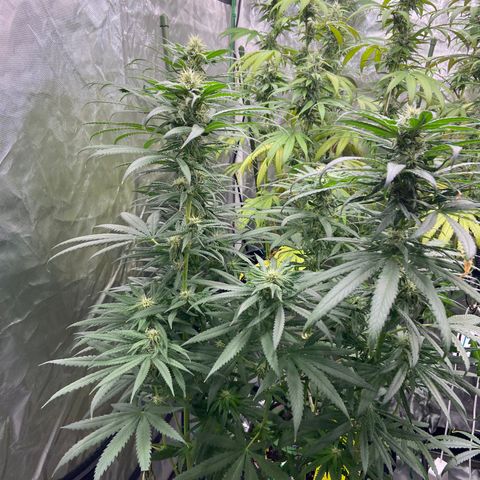 Moweeto growlog timeline photo