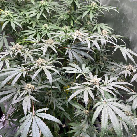 Moweeto growlog timeline photo