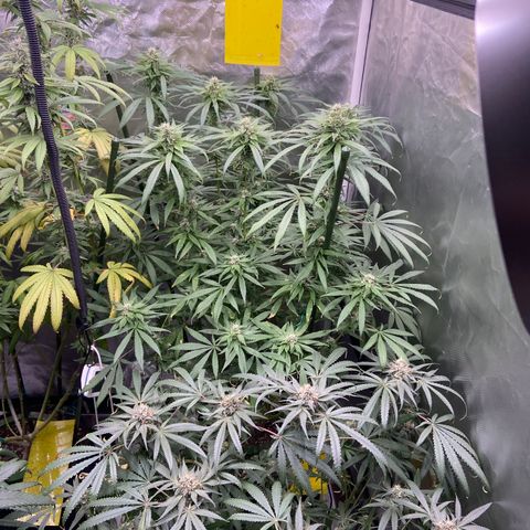 Moweeto growlog timeline photo