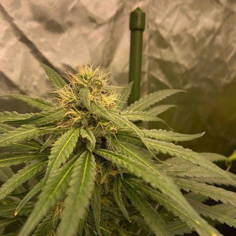 Moweeto growlog timeline photo