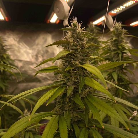 Moweeto growlog timeline photo
