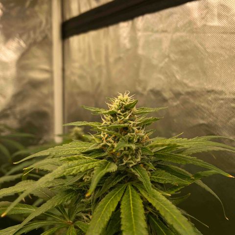 Moweeto growlog timeline photo