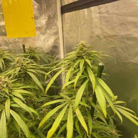 Moweeto growlog timeline photo
