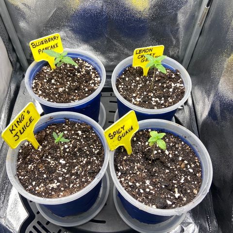 Blueberry Pancake growlog timeline photo