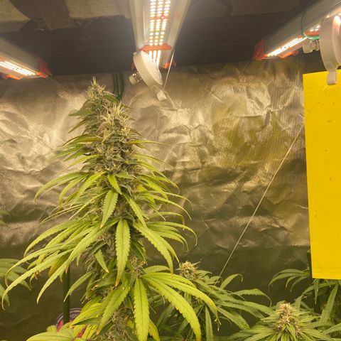 Moweeto growlog timeline photo