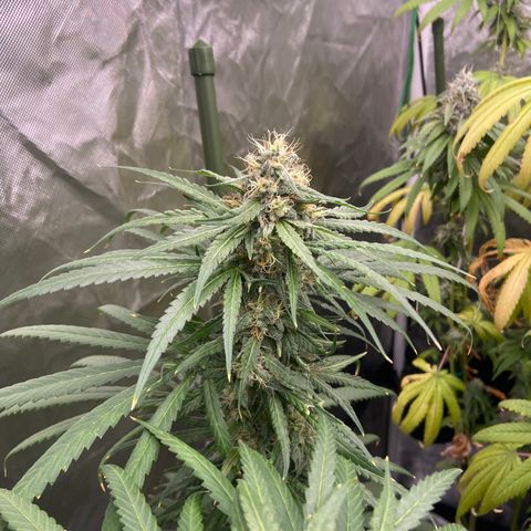 Moweeto growlog timeline photo