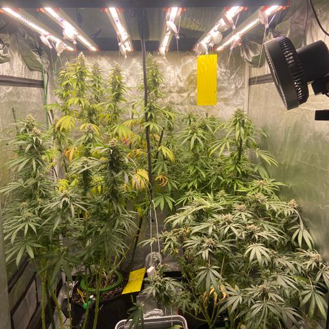Moweeto growlog timeline photo
