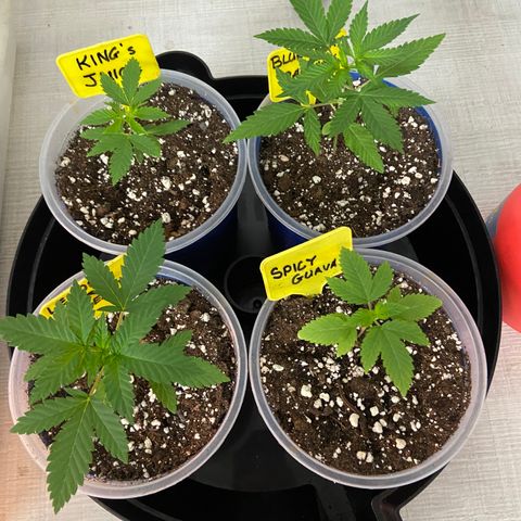 Blueberry Pancake growlog timeline photo