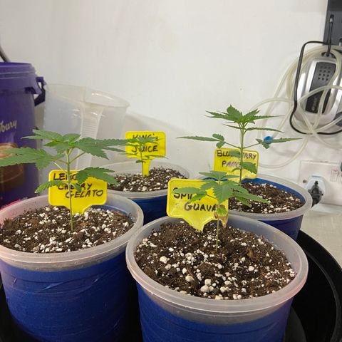 Blueberry Pancake growlog timeline photo