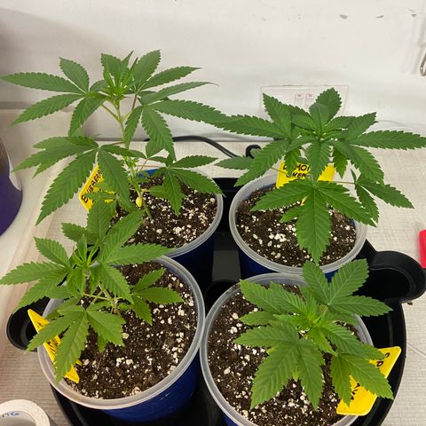 Blueberry Pancake growlog timeline photo