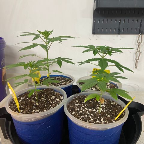 Blueberry Pancake growlog timeline photo