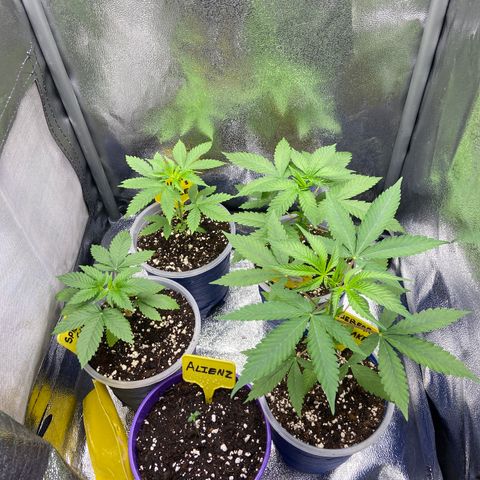 Blueberry Pancake growlog timeline photo