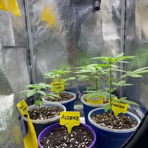 Blueberry Pancake growlog timeline photo