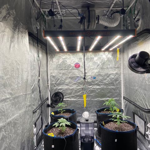 Blueberry Pancake growlog timeline photo