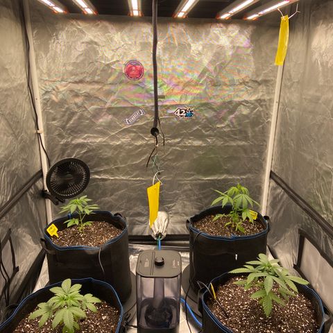 Blueberry Pancake growlog timeline photo