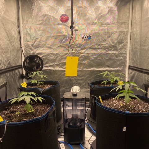 Blueberry Pancake growlog timeline photo