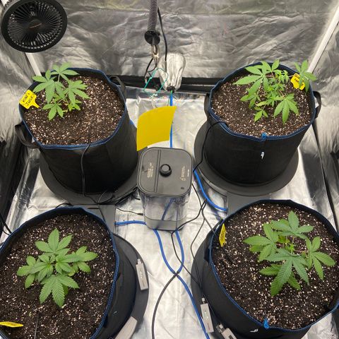 Blueberry Pancake growlog timeline photo