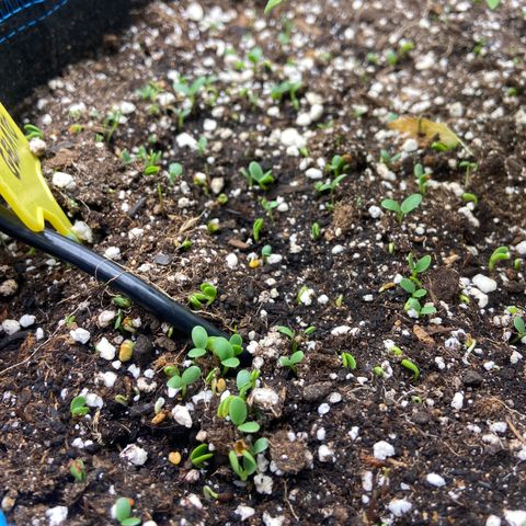 Blueberry Pancake growlog timeline photo