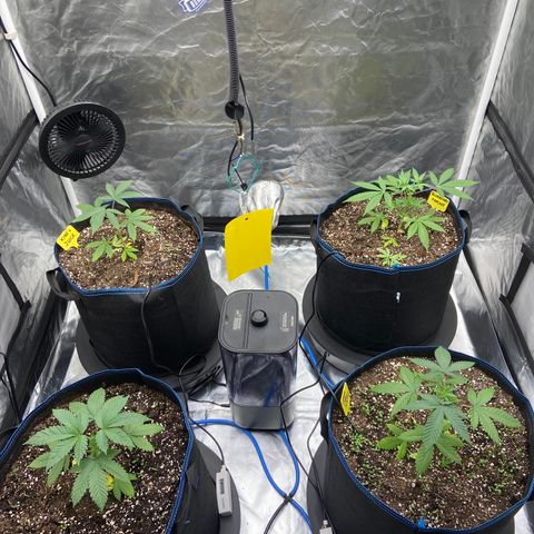 Blueberry Pancake growlog timeline photo