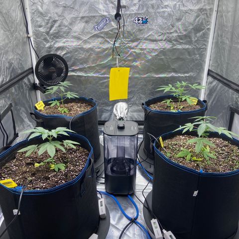 Blueberry Pancake growlog timeline photo