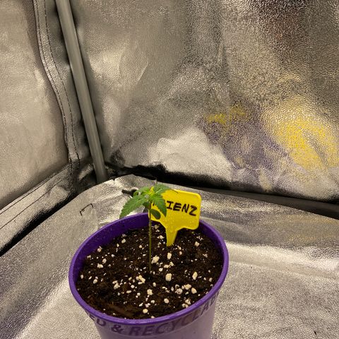 Alienz growlog timeline photo