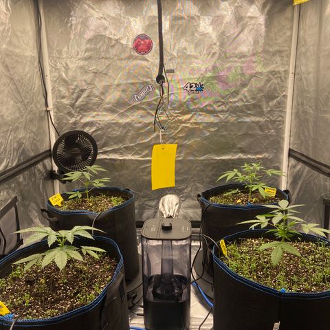 Blueberry Pancake growlog timeline photo