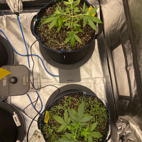 Blueberry Pancake growlog timeline photo