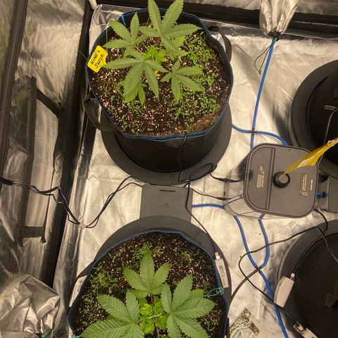 Blueberry Pancake growlog timeline photo