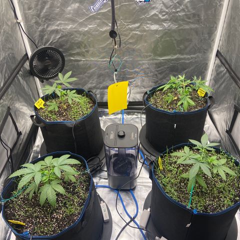 Blueberry Pancake growlog timeline photo