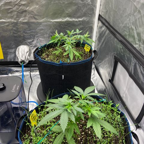 Blueberry Pancake growlog timeline photo