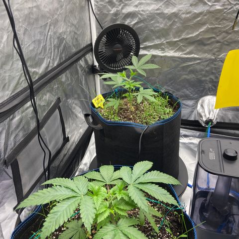 Blueberry Pancake growlog timeline photo