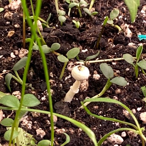 Blueberry Pancake growlog timeline photo