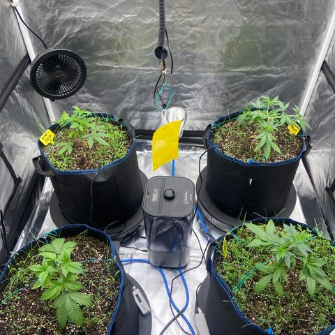 Blueberry Pancake growlog timeline photo