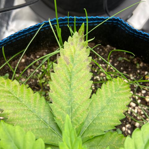 Spicy Guava  growlog timeline photo
