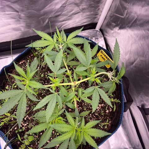 Blueberry Pancake growlog timeline photo