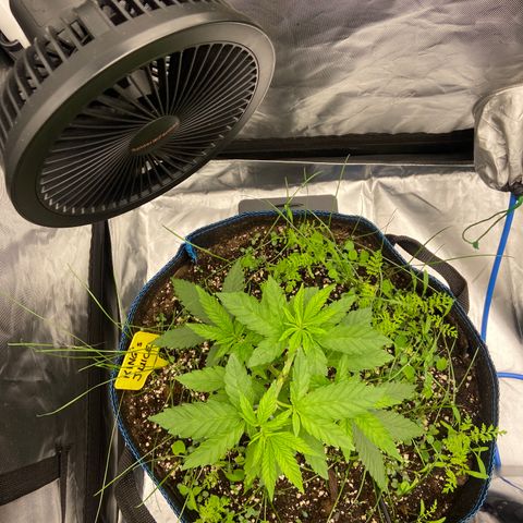 Blueberry Pancake growlog timeline photo