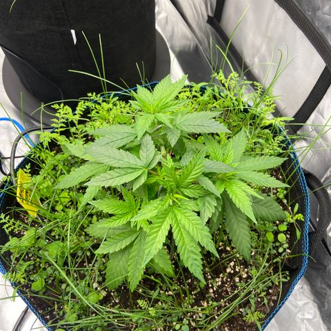 Blueberry Pancake growlog timeline photo