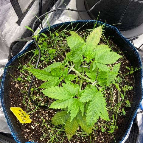Blueberry Pancake growlog timeline photo