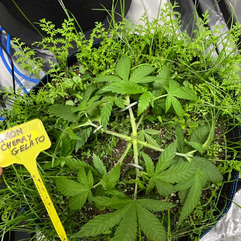 Blueberry Pancake growlog timeline photo