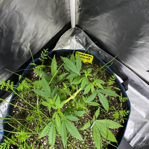 Blueberry Pancake growlog timeline photo