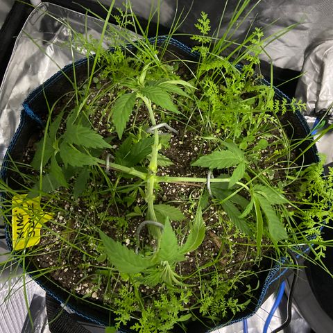 Blueberry Pancake growlog timeline photo