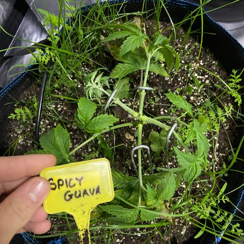 Blueberry Pancake growlog timeline photo