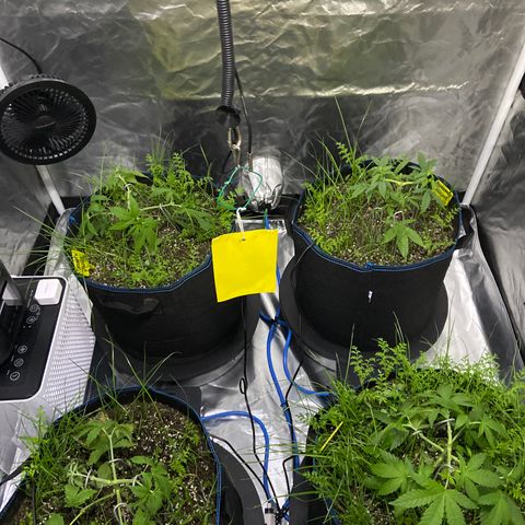 Blueberry Pancake growlog timeline photo