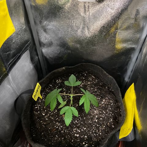 Alienz growlog timeline photo