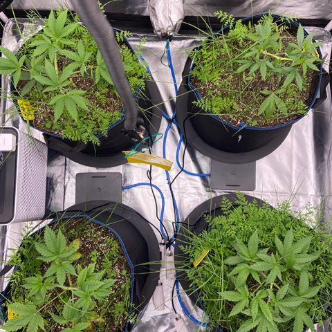 Blueberry Pancake growlog timeline photo