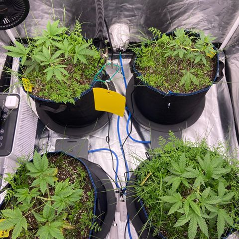 Blueberry Pancake growlog timeline photo