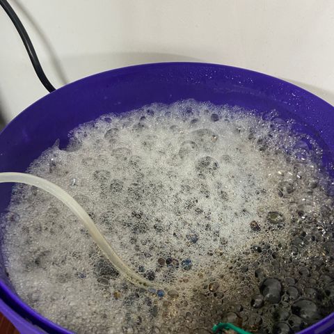 Blueberry Pancake growlog timeline photo