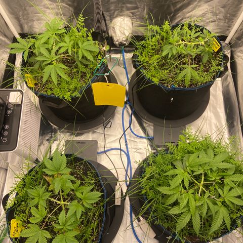 Blueberry Pancake growlog timeline photo