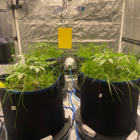 Blueberry Pancake growlog timeline photo